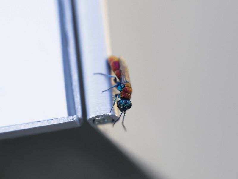 Chrysididae: Chrysura gruppo dichroa